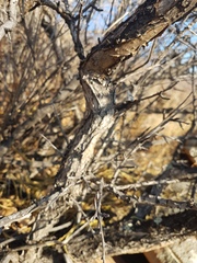 Rhamnus erythroxylum