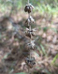 Stachys iltisii