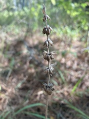 Stachys iltisii