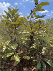 Banksia robur