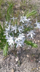 Amsonia ciliata ciliata