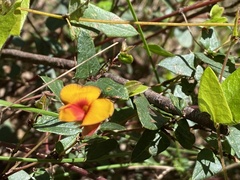 Platylobium obtusangulum