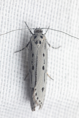 Ethmia monticola