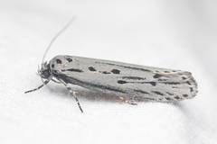 Ethmia monticola