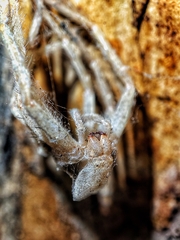Olios sericeus
