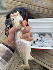 Cynoscion regalis