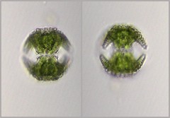 Staurastrum cerastes