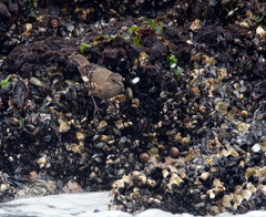 Cinclodes taczanowskii