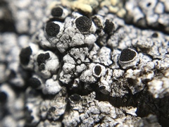 Pseudothelomma occidentale