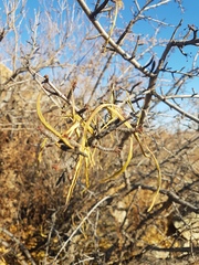 Rhamnus erythroxylum