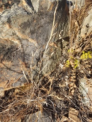 Cleistogenes