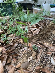 Acacia confusa