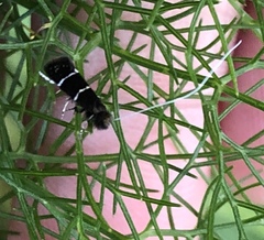 Adela septentrionella