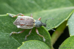 Hybreoleptops tuberculifer