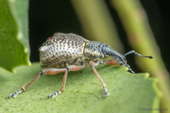 Hybreoleptops tuberculifer
