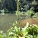 Vriesea fenestralis - Photo (c) anaascoly,  זכויות יוצרים חלקיות (CC BY-NC)