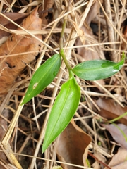 Commelina cyanea