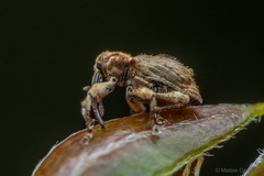 Neopsilorhinus valdivianus