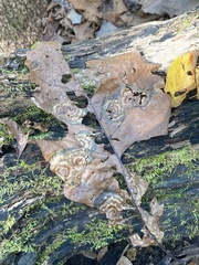 Cristulariella
