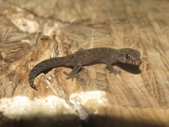 Cyrtodactylus semiadii