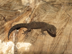 Cyrtodactylus semiadii