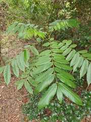 Dysoxylum mollissimum