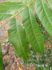 Dysoxylum mollissimum