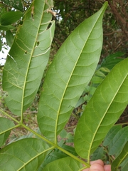 Dysoxylum mollissimum