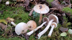 Inocybe pudica