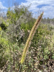 Setaria sphacelata