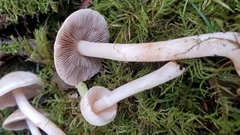 Inocybe pudica