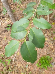 Celtis paniculata