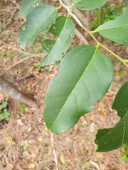 Celtis paniculata