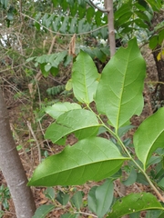 Celtis paniculata