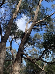 Corymbia calophylla