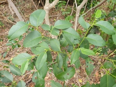 Celtis paniculata