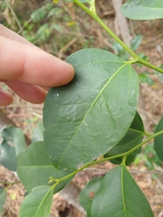 Celtis paniculata