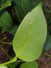 Celtis paniculata