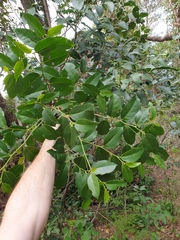 Celtis paniculata