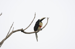 Pteroglossus aracari