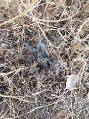 Aphonopelma johnnycashi