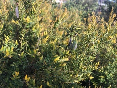 Bossiaea cinerea