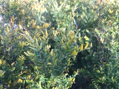 Bossiaea cinerea