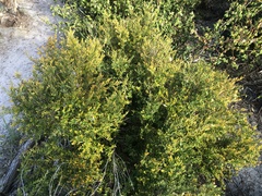 Bossiaea cinerea