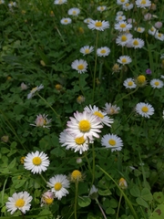 Bellis perennis