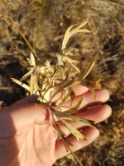 Saposhnikovia divaricata