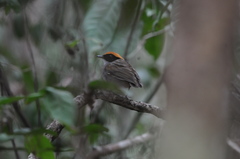 Conopophaga melanops