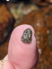 Cryptasterina pentagona