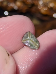 Cryptasterina pentagona