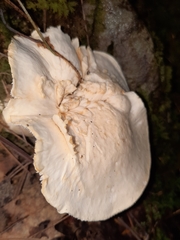 Hydnum albidum